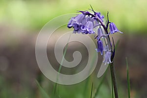 Common bluebell photo