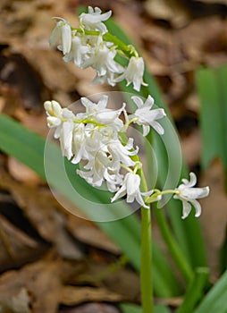 Common Bluebell Wildflower