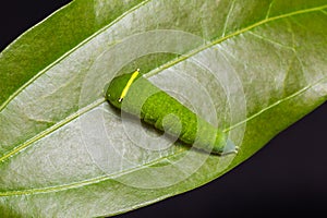 Common Bluebottle or Blue Triangle Graphium sarpedon caterpillar