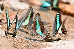 Common bluebottle butterfly