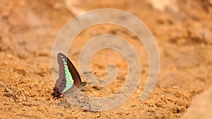 Common Bluebottle Butterfly HD Stock Footage