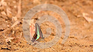 Common Bluebottle Butterfly High Definition Stock