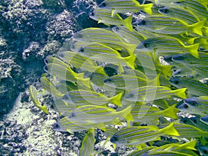 Common bluestripe snapper
