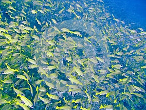 Common bluestripe snapper photo