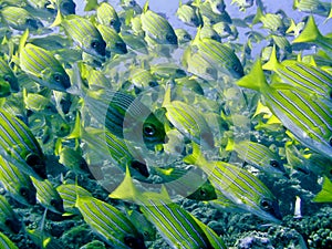 Common bluestripe snapper