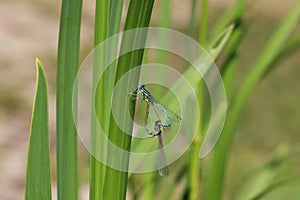 common bluet common or blue damselfly Enallagma cyathigerum mating