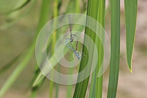 common bluet common or blue damselfly Enallagma cyathigerum mating