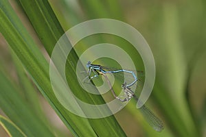 common bluet common or blue damselfly Enallagma cyathigerum mating