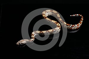 Common boa, Boa constrictor, isolated on black
