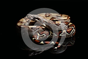 Common boa, Boa constrictor, isolated on black