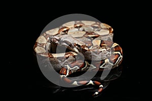 Common boa, Boa constrictor, isolated on black