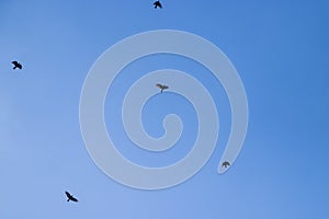 Common boat-tailed grackle flying in a clear blue sky