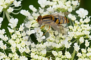 Common Bog Fly - Parhelophilus laetus