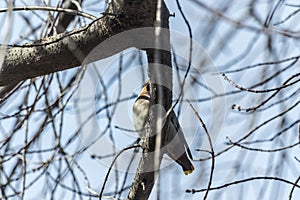 Common Bohemian Waxwing (Bombycilla garrulus) on a tree. Birds flew in to drink the spring sap from a maple tree.