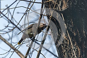 Common Bohemian Waxwing (Bombycilla garrulus) on a tree. Birds flew in to drink the spring sap from a maple tree.