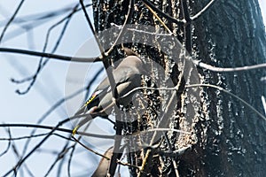 Common Bohemian Waxwing (Bombycilla garrulus) on a tree. Birds flew in to drink the spring sap from a maple tree.