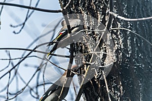 Common Bohemian Waxwing (Bombycilla garrulus) on a tree. Birds flew in to drink the spring sap from a maple tree.