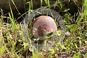 Common boletus mushroom Leccinum scabrum in the grass