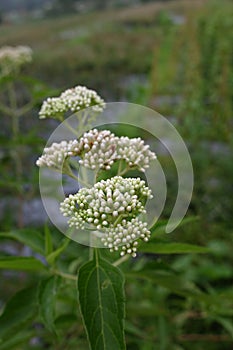 The common boneset flowers