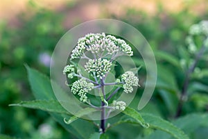 Common boneset flowers in an outdoor garden photo