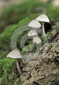 Common Bonnet or Bonnet Mycena