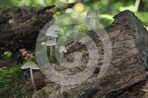 Common Bonnet or Bonnet Mycena