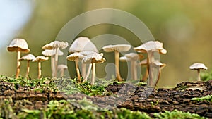 Common bonnet Mycena galericulata on a dead tree