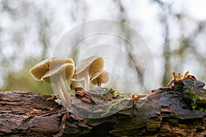 Common bonnet Mycena galericulata on a dead tree