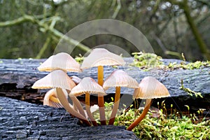 Common bonnet Mycena galericulata on a dead tree trunk