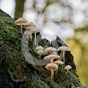 Common bonnet Mycena galericulata on a dead tree trunk