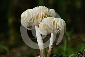 The Common Bonnet Mycena galericulata is an inedible mushroom , an intresting photo