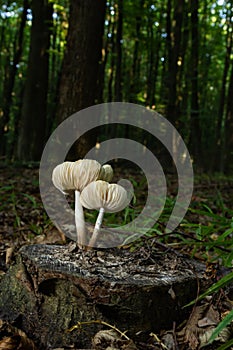 The Common Bonnet Mycena galericulata is an inedible mushroom , an intresting photo