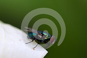 Common bottle green fly Phaenicia sericata or Lucilia sericata