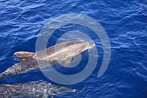 Común delfín en atlántico Océano. canario islas. 