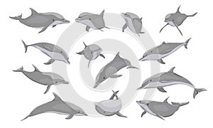 Common bottlenose dolphin set. Dolphins Tursiops truncatus in different poses. Realistic vector photo