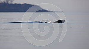 Common bottlenose dolphin surfacing on the Adriatic Sea