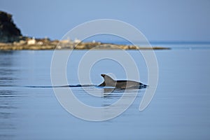 Common bottlenose dolphin surfacing on the Adriatic Sea