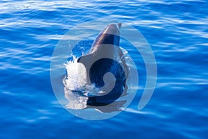 Common bottlenose dolphin surfacing on the Adriatic Sea