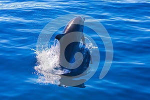 Common bottlenose dolphin surfacing on the Adriatic Sea