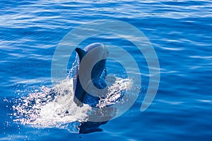 Common bottlenose dolphin surfacing on the Adriatic Sea