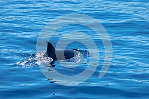 Common bottlenose dolphin surfacing on the Adriatic Sea