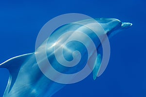 Common bottlenose dolphin surfacing on the Adriatic Sea