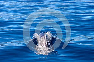 Common bottlenose dolphin surfacing on the Adriatic Sea