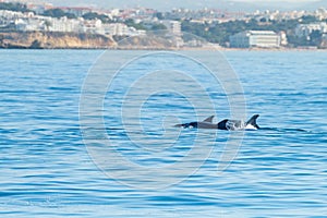 Common bottlenose dolphin swimming near to the coast of Albufeira, Algarve, Portugal, Europe