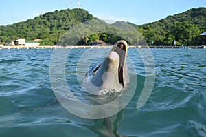 A Common Bottlenose Dolphin swimming in the ocea