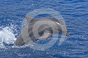 Jumping dolphin