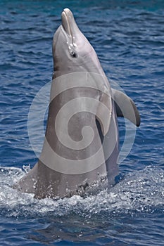 Dolphin standing