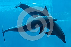 Common bottlenose dolphin (Tursiops truncatus).