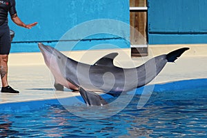 Common bottlenose dolphin photo