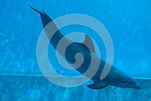 Common bottlenose dolphin (Tursiops truncatus).